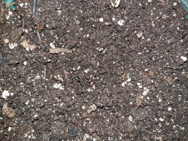 Dark Earth Living Soils Premium Living Soil 10 Gal