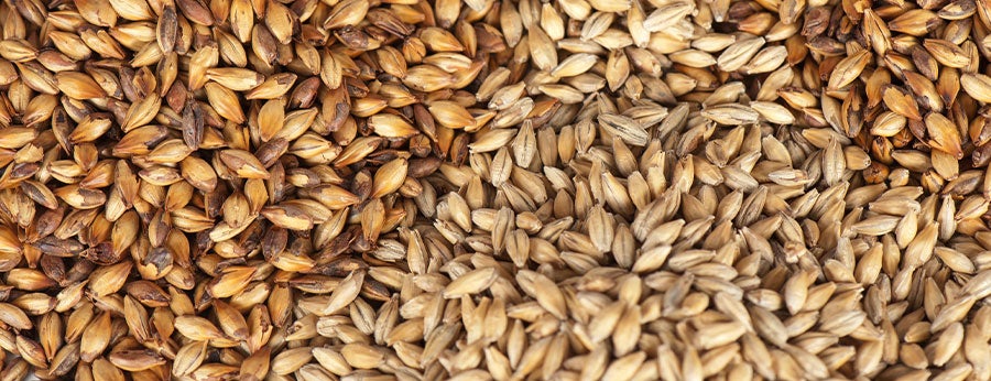 AAC Synergy Barley | Synergy Barley | Nutrient Growth Systems Canada